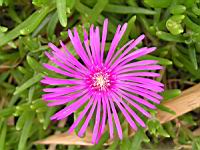 Delosperma Cooperi (fam Aizoacees) (Afrique du sud) (04) (Photo F. Mrugala)